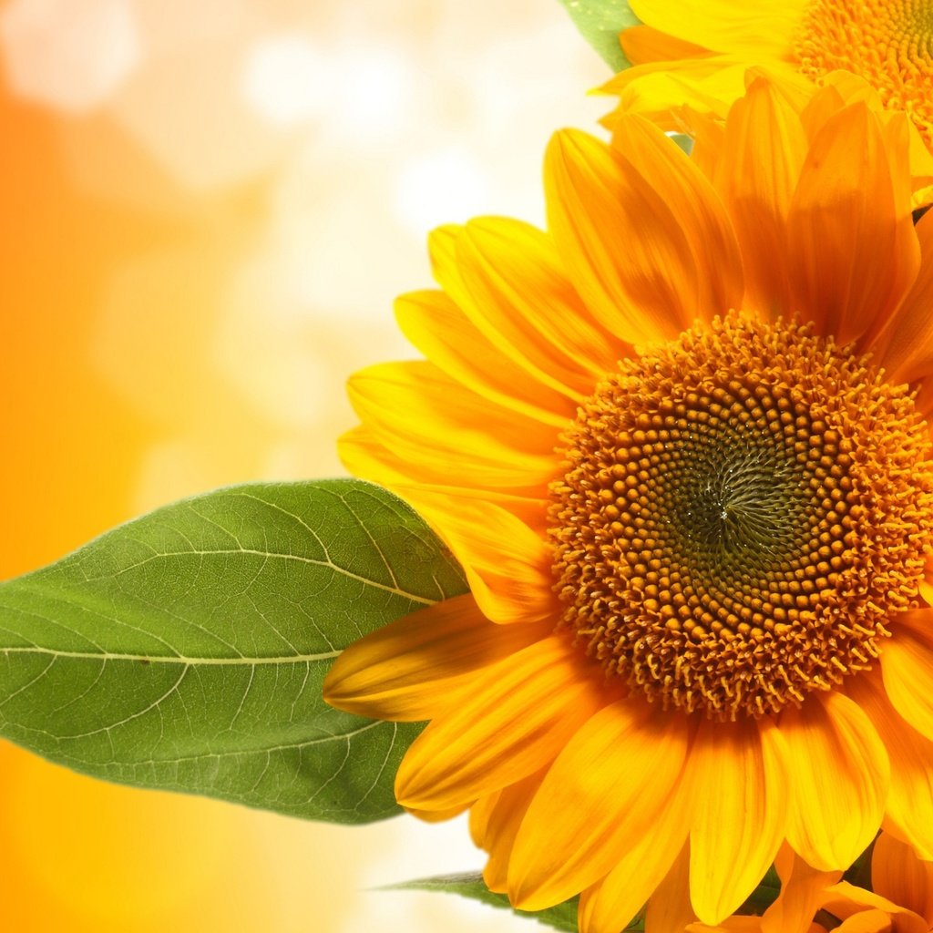 Обои цветы, фон, лист, подсолнухи, желтые, ле, flowers, background, sheet, sunflowers, yellow, le разрешение 2560x1600 Загрузить