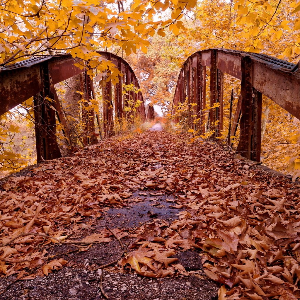 Обои деревья, листья, парк, мост, осень, trees, leaves, park, bridge, autumn разрешение 1920x1246 Загрузить