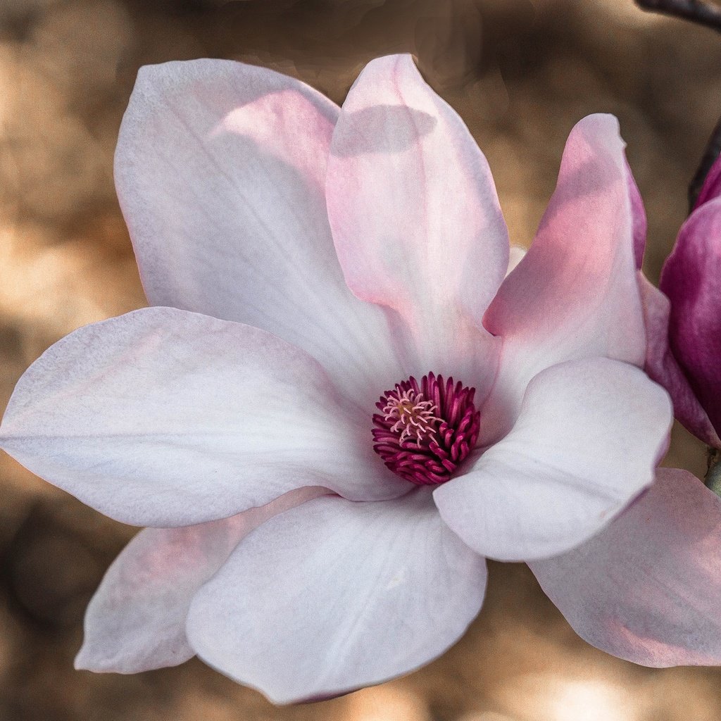 Обои цветение, макро, цветок, лепестки, весна, розовый, магнолия, flowering, macro, flower, petals, spring, pink, magnolia разрешение 2048x1327 Загрузить