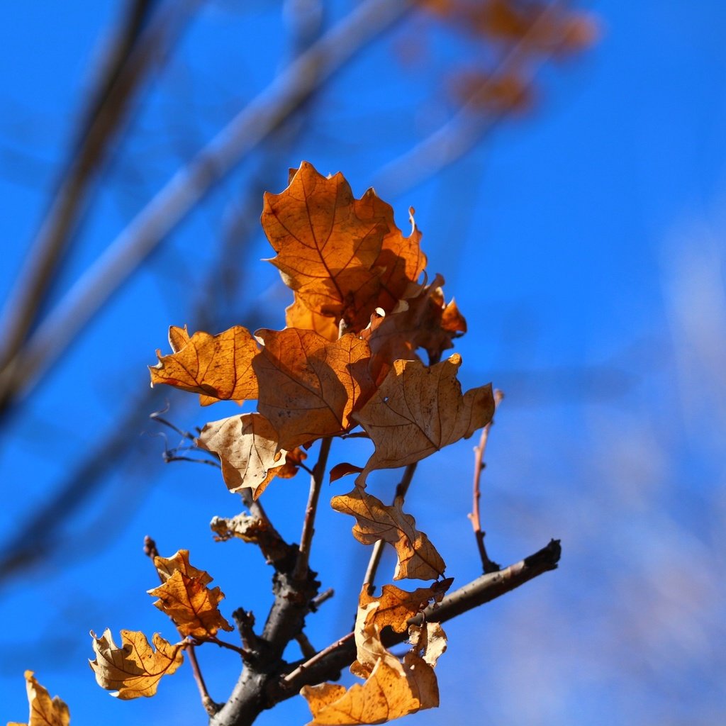 Обои небо, ветка, природа, листья, фон, осень, дуб, the sky, branch, nature, leaves, background, autumn, oak разрешение 1920x1280 Загрузить