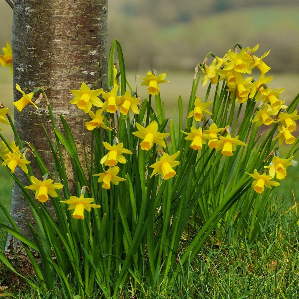 Обои цветы, трава, природа, весна, нарциссы, flowers, grass, nature, spring, daffodils разрешение 1920x1200 Загрузить