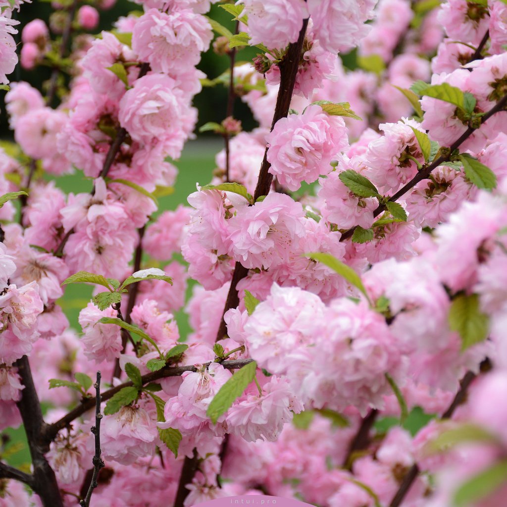 Обои природа, цветение, весна, сакура, nature, flowering, spring, sakura разрешение 2048x1365 Загрузить