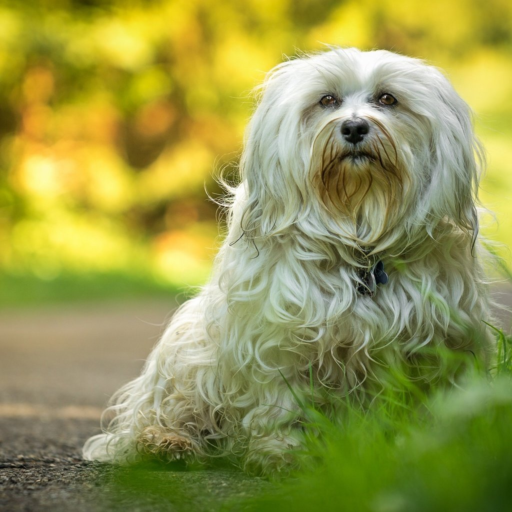 Обои шерсть, лапы, взгляд, собака, гаванский бишон, wool, paws, look, dog, the havanese разрешение 2048x1272 Загрузить