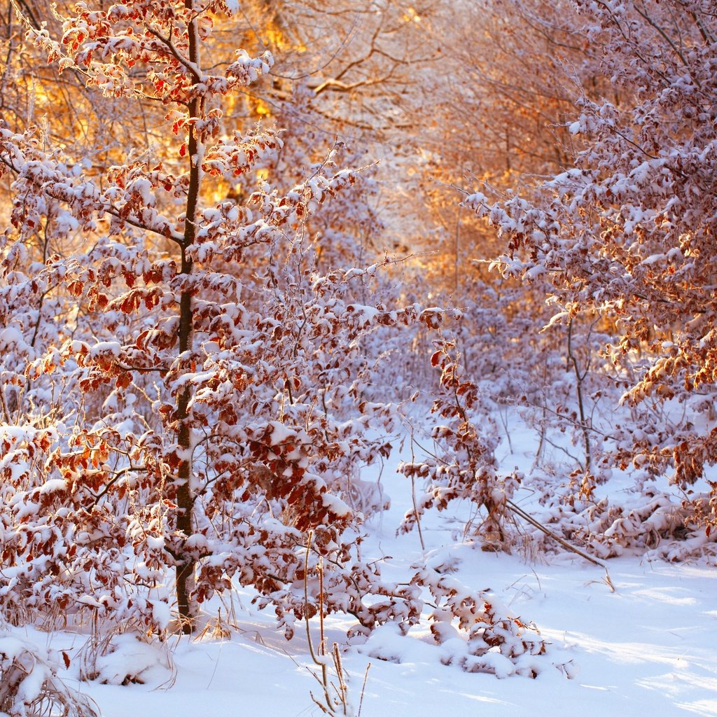 Обои свет, деревья, снег, листья, зима, солнечно, light, trees, snow, leaves, winter, sunny разрешение 2500x1667 Загрузить