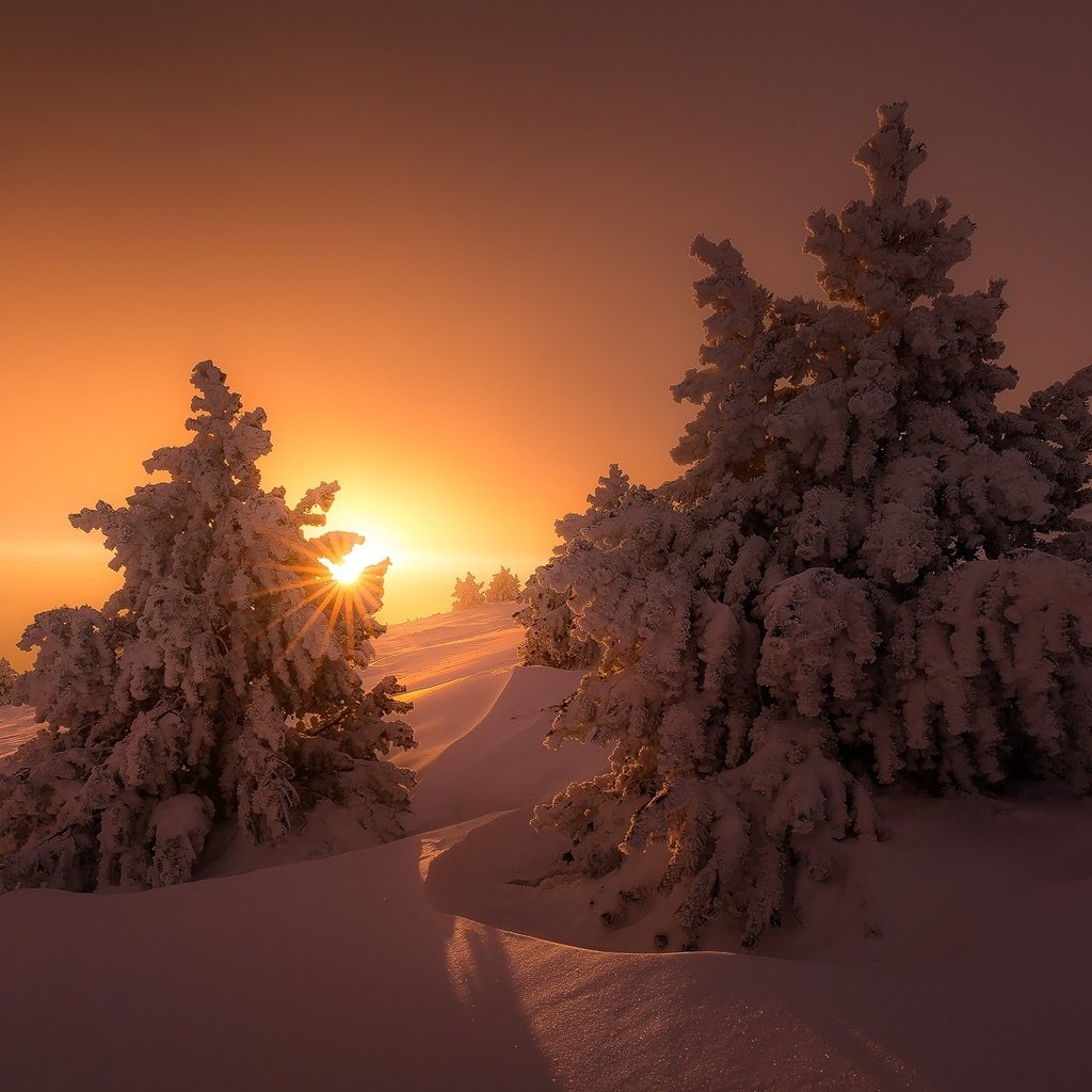 Обои свет, деревья, солнце, снег, зима, лучи, ели, сугробы, light, trees, the sun, snow, winter, rays, ate, the snow разрешение 1920x1080 Загрузить