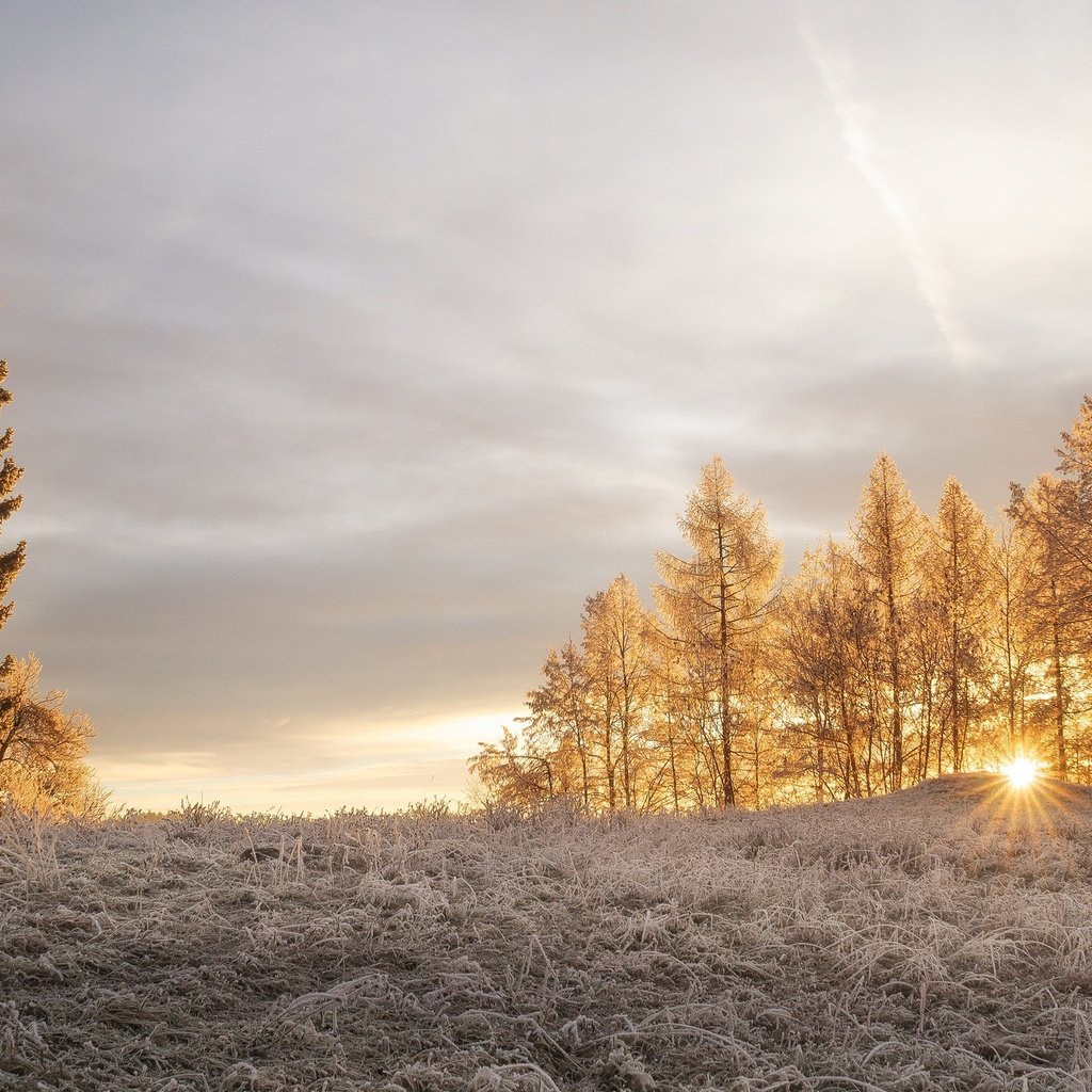 Обои свет, деревья, солнце, зима, лучи, утро, иней, light, trees, the sun, winter, rays, morning, frost разрешение 2048x1280 Загрузить