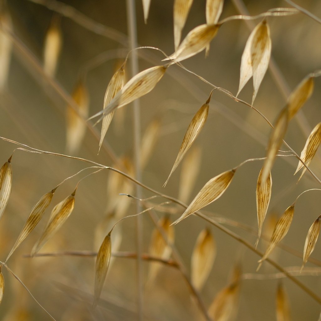 Обои трава, природа, макро, растение, сухая трава, grass, nature, macro, plant, dry grass разрешение 2560x1600 Загрузить