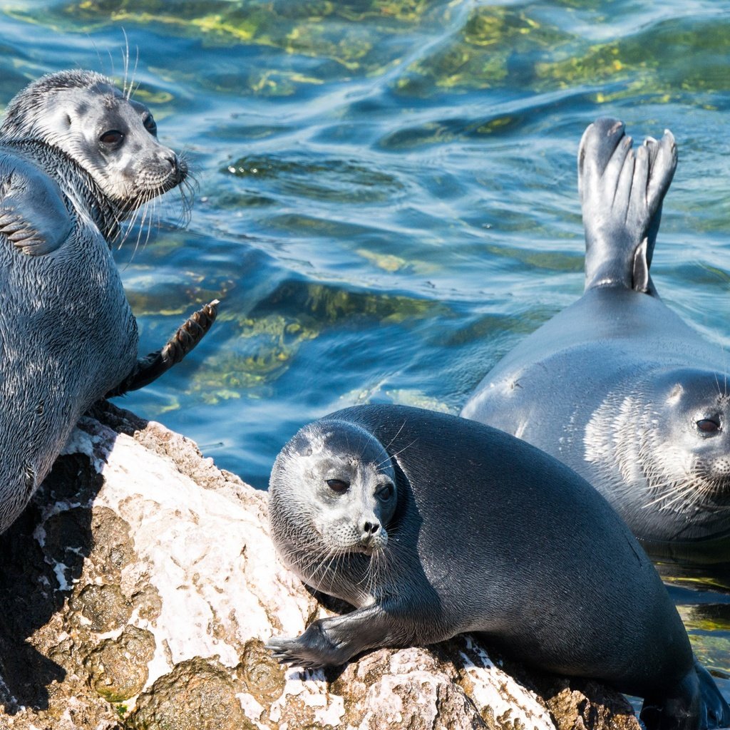 Обои берег, море, трио, тюлени, байкальская нерпа, shore, sea, trio, seals, baikal seal разрешение 2560x1440 Загрузить