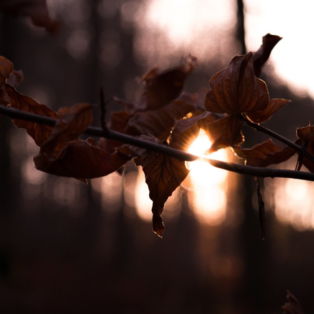 Обои ветка, солнце, лес, листья, осень, branch, the sun, forest, leaves, autumn разрешение 2800x1867 Загрузить