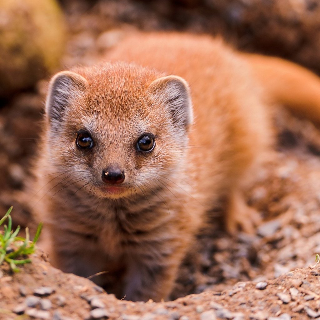 Обои взгляд, животное, мангуст, look, animal, mongoose разрешение 1920x1200 Загрузить