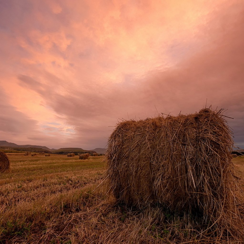 Обои закат, пейзаж, поле, сено, тюки, рулоны, sunset, landscape, field, hay, bales, rolls разрешение 1920x1200 Загрузить