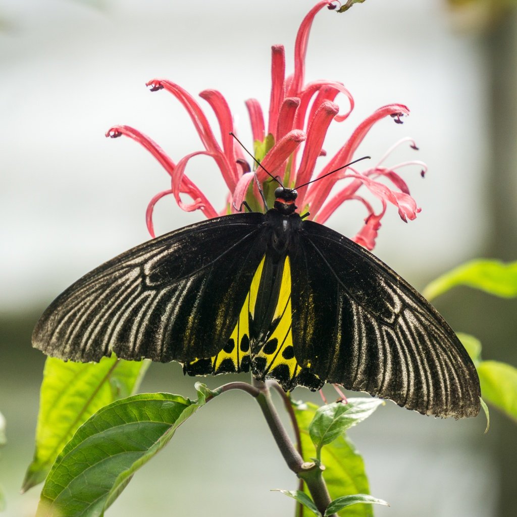 Обои природа, насекомое, цветок, бабочка, nature, insect, flower, butterfly разрешение 6000x4000 Загрузить