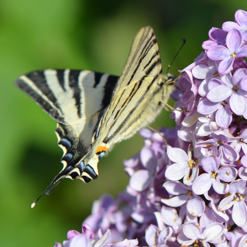 Обои цветение, насекомое, бабочка, весна, сирень, flowering, insect, butterfly, spring, lilac разрешение 4928x3264 Загрузить