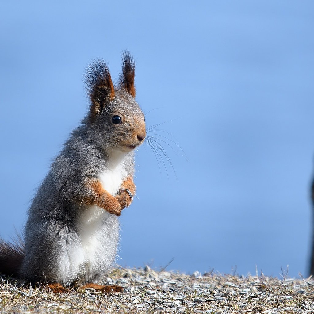 Обои ушки, животное, белка, хвост, стойка, белочка, грызун, ears, animal, protein, tail, stand, squirrel, rodent разрешение 2048x1152 Загрузить