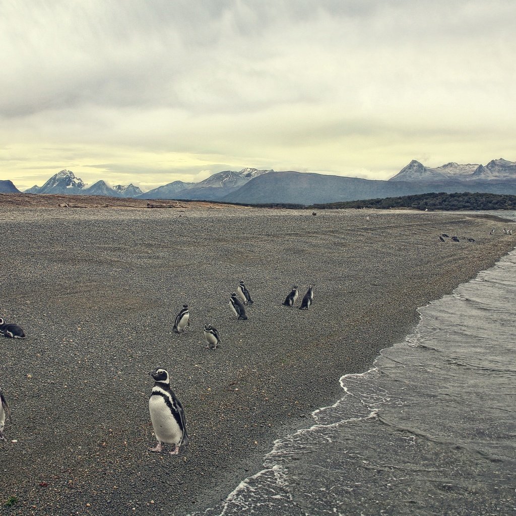 Обои берег, море, пляж, птица, пингвины, shore, sea, beach, bird, penguins разрешение 2048x1365 Загрузить