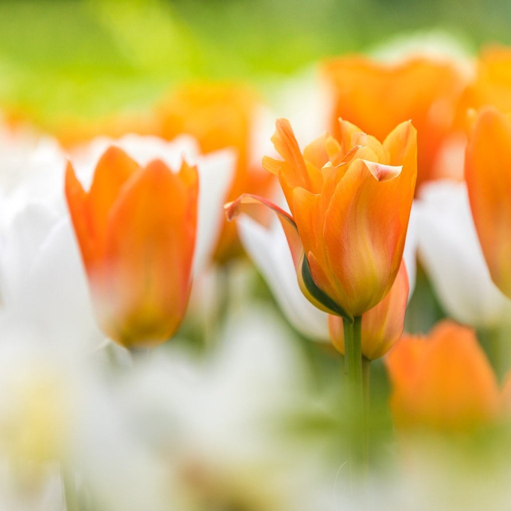 Обои цветы, бутоны, тюльпаны, боке, flowers, buds, tulips, bokeh разрешение 2048x1152 Загрузить