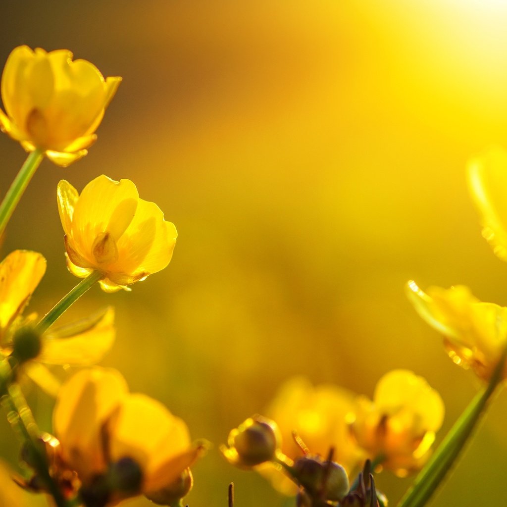 Обои цветы, бутоны, макро, желтые, лютики, flowers, buds, macro, yellow, buttercups разрешение 2555x1600 Загрузить