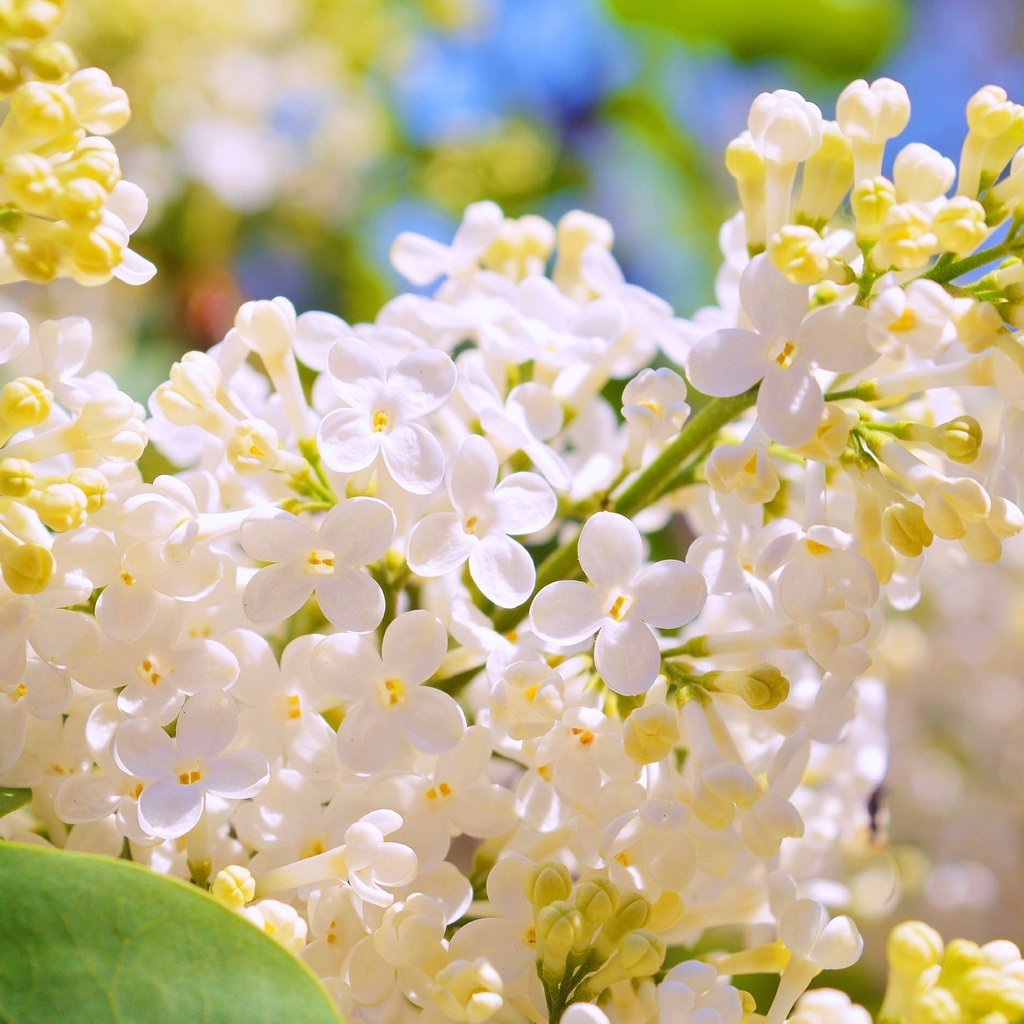 Обои цветение, весна, белая, сирень, flowering, spring, white, lilac разрешение 3000x1887 Загрузить