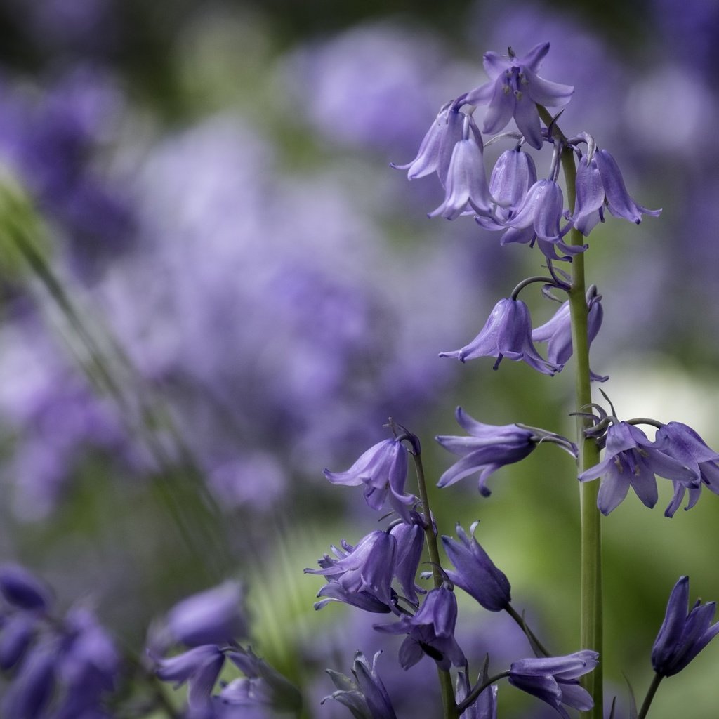 Обои цветы, колокольчики, боке, flowers, bells, bokeh разрешение 2048x1365 Загрузить