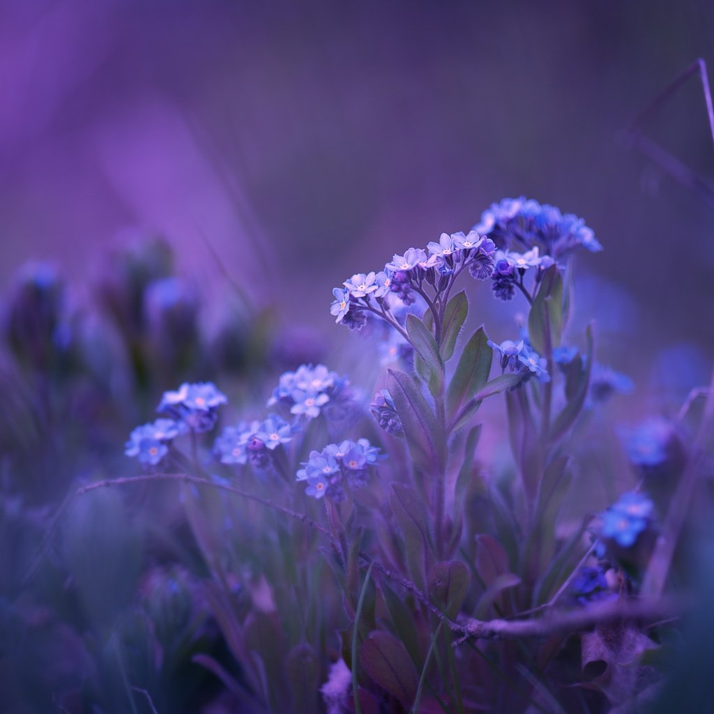 Обои цветы, природа, фон, незабудки, matthias stiefel, flowers, nature, background, forget-me-nots разрешение 2560x1606 Загрузить