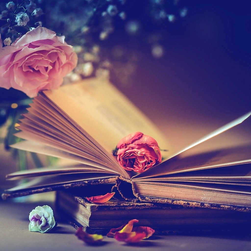 Обои цветы, стиль, розы, лепестки, книги, бутон, букет, flowers, style, roses, petals, books, bud, bouquet разрешение 2048x1365 Загрузить