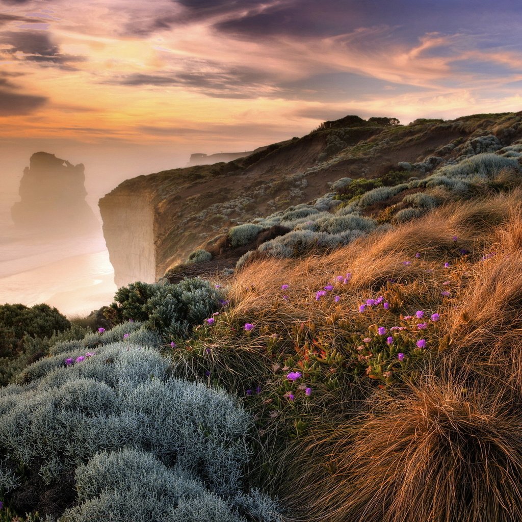 Обои цветы, трава, скалы, берег, море, туман, побережье, обрыв, flowers, grass, rocks, shore, sea, fog, coast, open разрешение 1920x1200 Загрузить