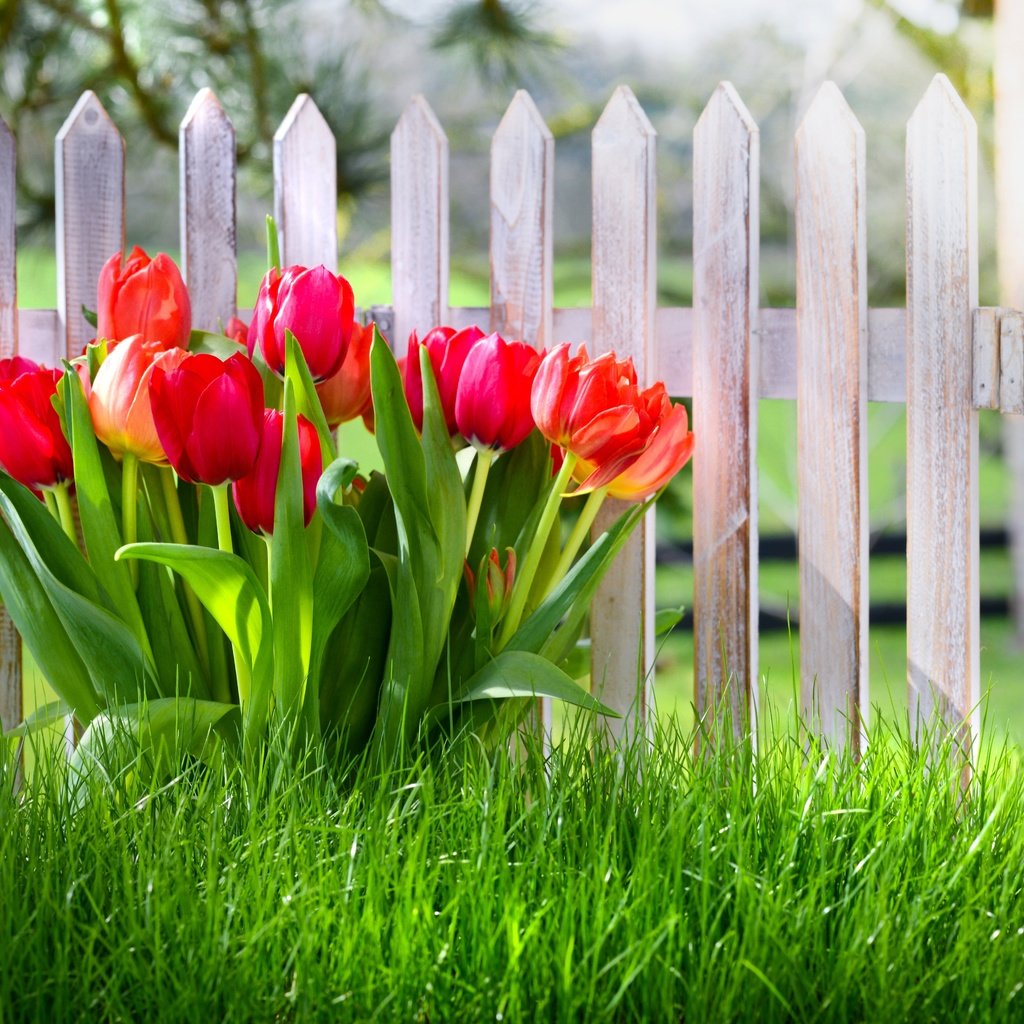 Обои цветы, трава, забор, красные, весна, тюльпаны, flowers, grass, the fence, red, spring, tulips разрешение 5616x3744 Загрузить