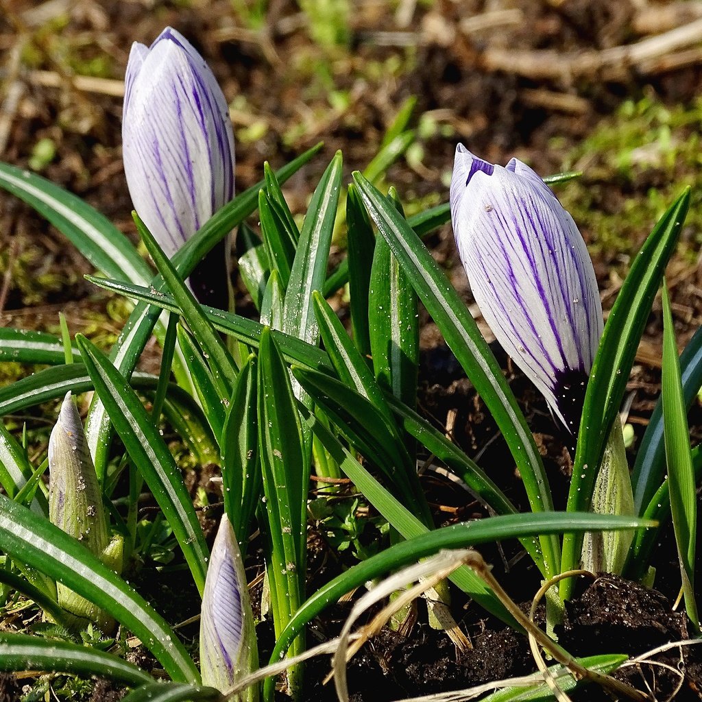 Обои цветы, зелень, весна, крокусы, flowers, greens, spring, crocuses разрешение 5184x3456 Загрузить