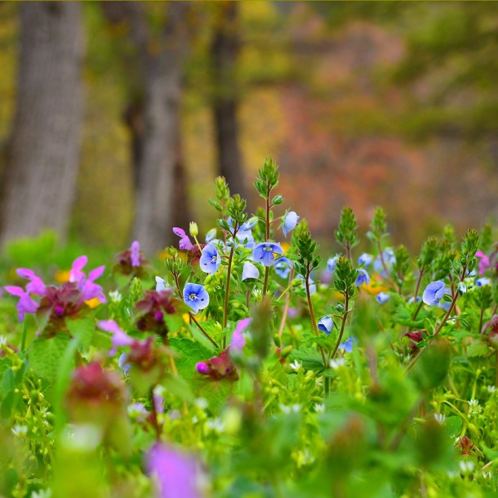 Обои цветы, поляна, луг, водосбор, аквилегия, flowers, glade, meadow, the catchment, aquilegia разрешение 3004x1887 Загрузить