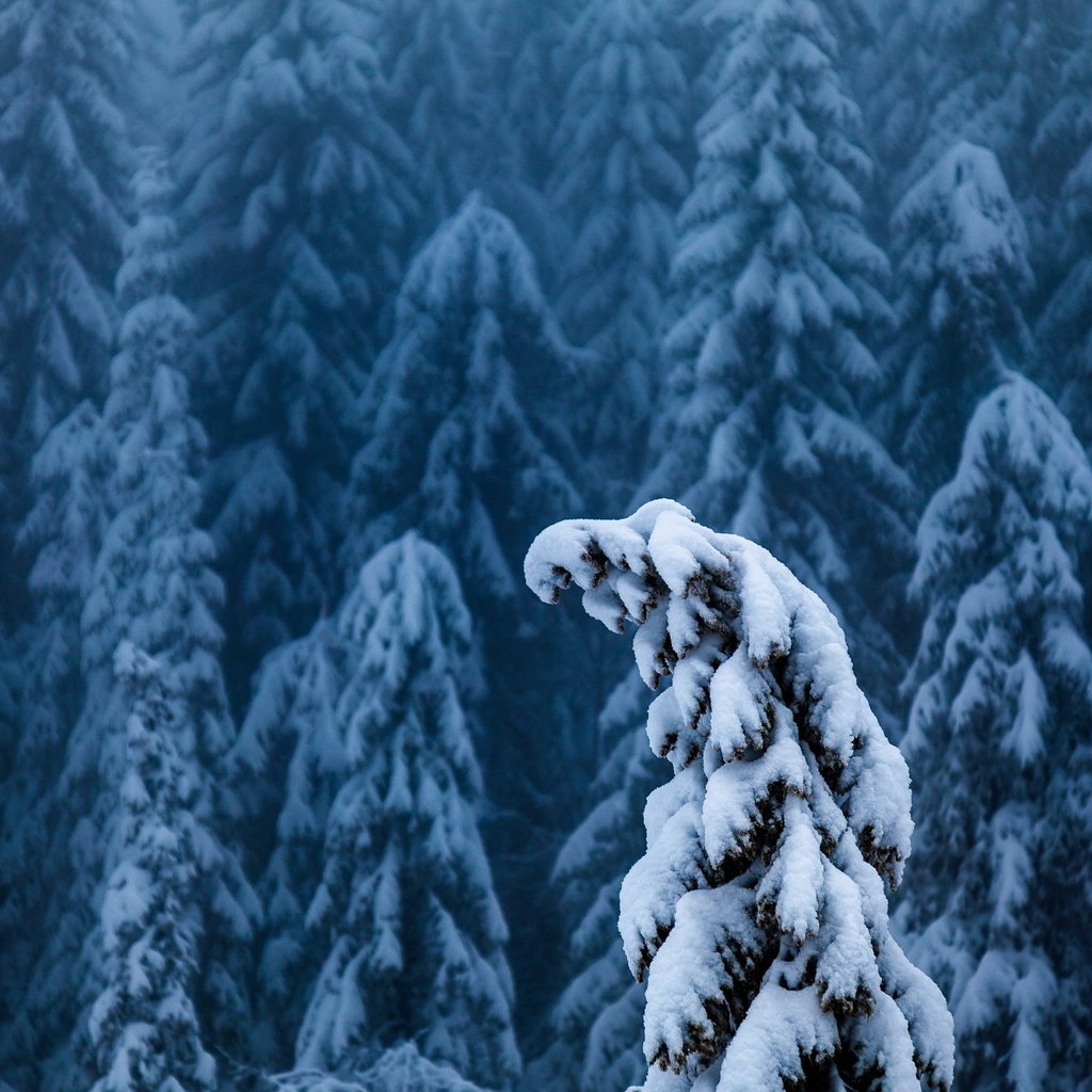 Обои деревья, снег, лес, зима, ели, верхушки, trees, snow, forest, winter, ate, the top разрешение 2048x1424 Загрузить