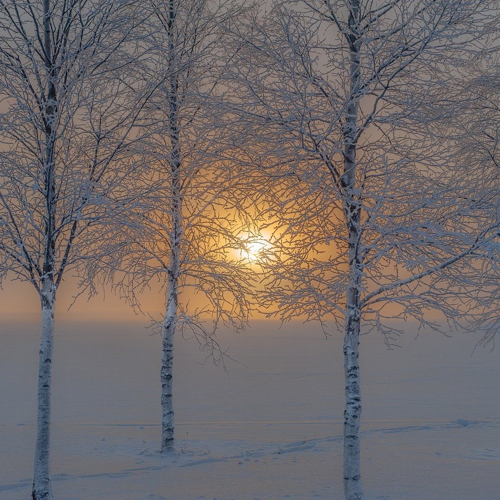 Обои деревья, солнце, снег, природа, зима, иней, trees, the sun, snow, nature, winter, frost разрешение 2048x1363 Загрузить