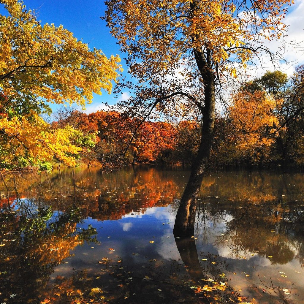 Обои деревья, вода, отражение, листва, осень, trees, water, reflection, foliage, autumn разрешение 1920x1280 Загрузить