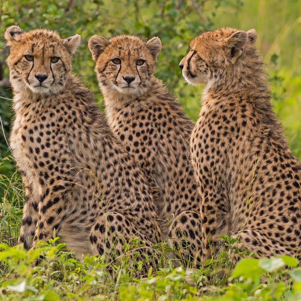 Обои хищник, гепард, дикая кошка, гепарды, predator, cheetah, wild cat, cheetahs разрешение 4256x2832 Загрузить