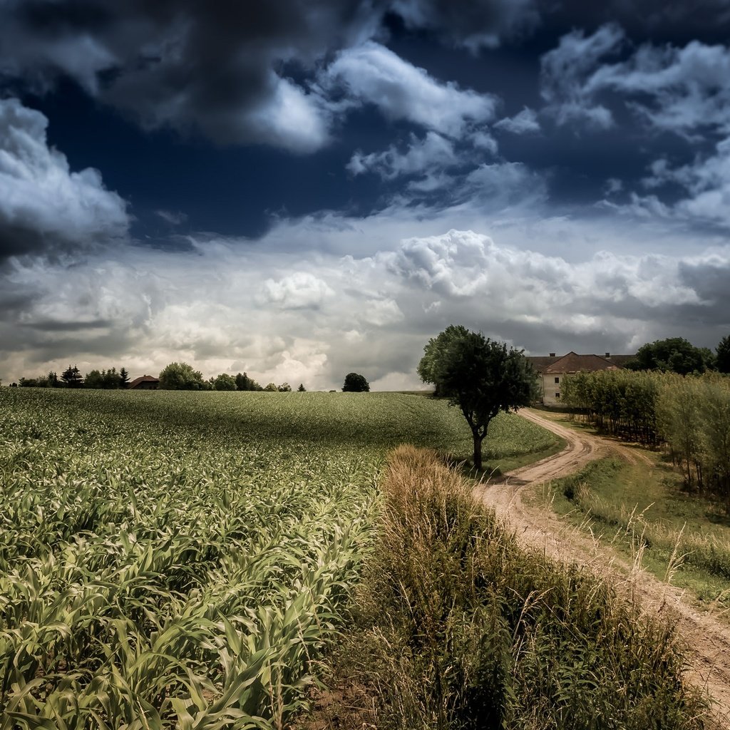 Обои небо, дорога, облака, деревья, природа, поле, the sky, road, clouds, trees, nature, field разрешение 2048x1152 Загрузить