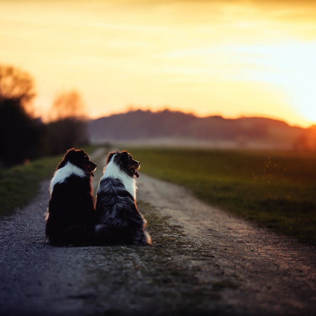 Обои дорога, утро, собаки, бордер-колли, road, morning, dogs, the border collie разрешение 2048x1365 Загрузить