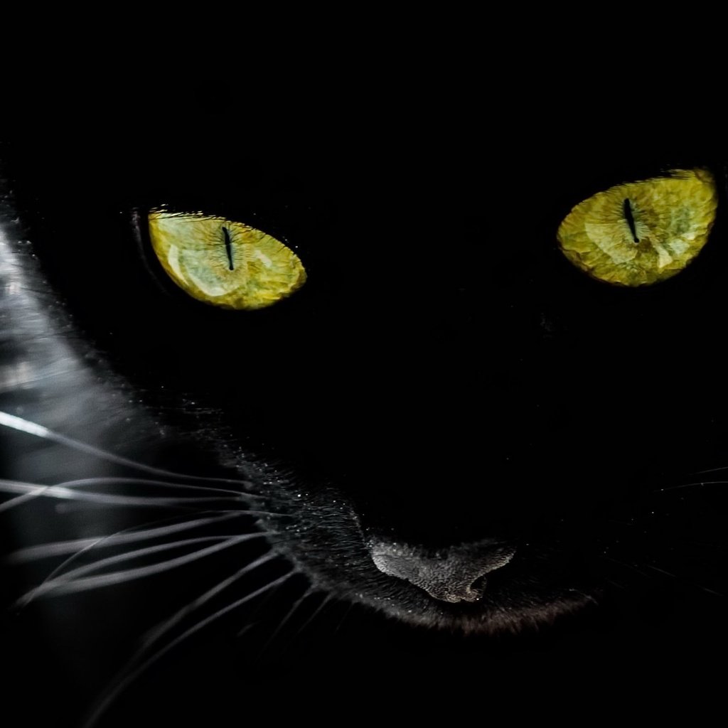 Обои глаза, фон, мордочка, усы, кошка, взгляд, желтые глаза, eyes, background, muzzle, mustache, cat, look, yellow eyes разрешение 2048x1278 Загрузить