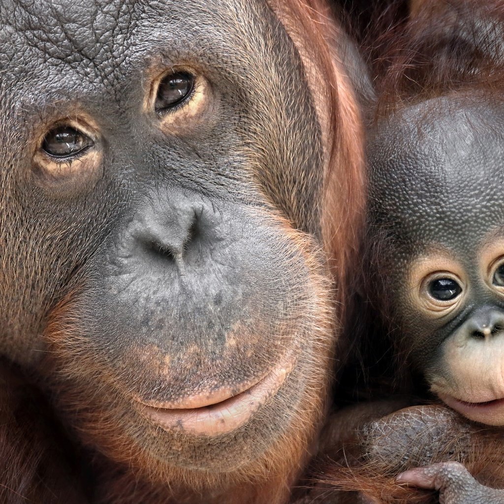 Обои фон, детеныш, обезьяны, орангутаны, человекообразные обезьяны, орангутан, background, cub, monkey, orangutans, apes, orangutan разрешение 2048x1354 Загрузить