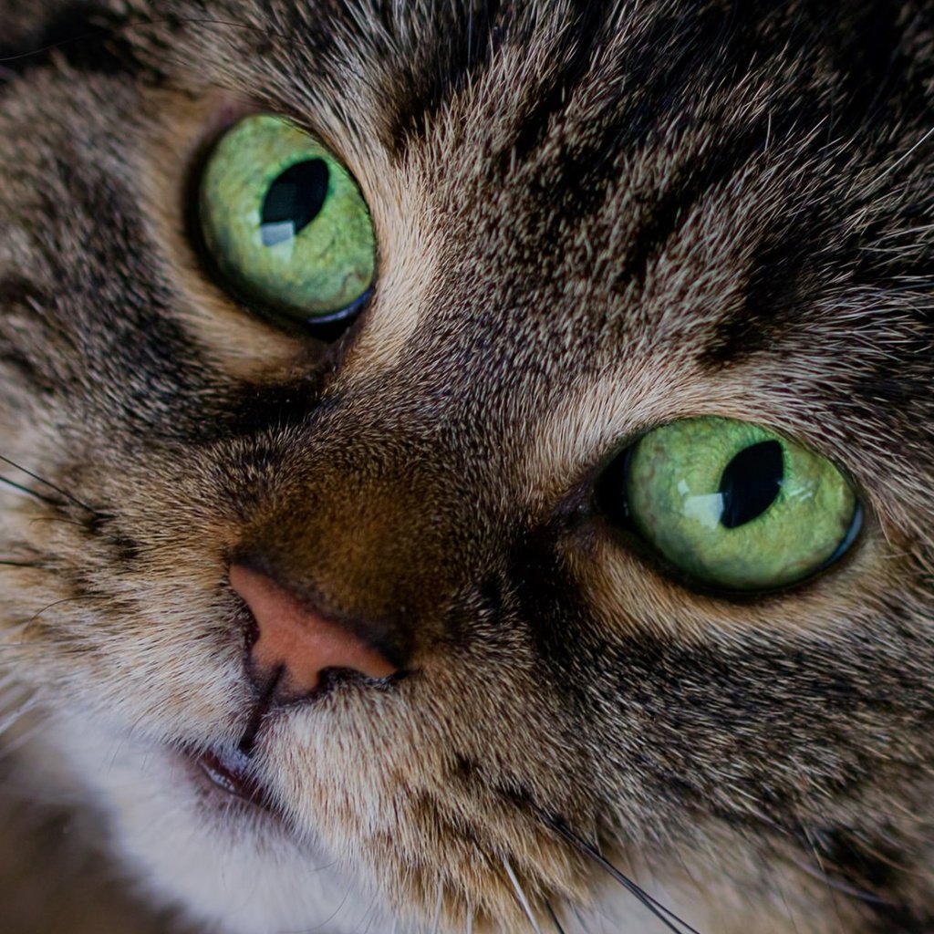 Обои глаза, кот, мордочка, кошка, взгляд, eyes, cat, muzzle, look разрешение 1920x1200 Загрузить