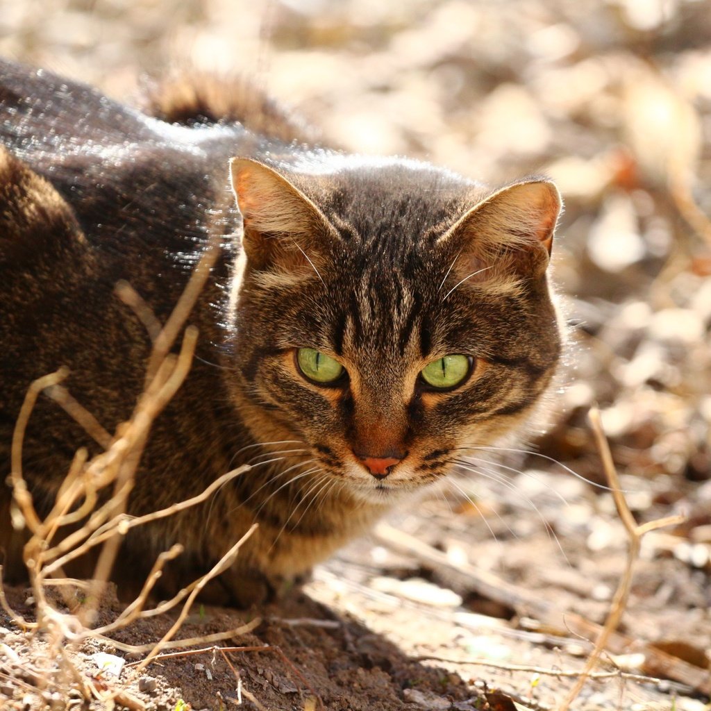 Обои глаза, кот, мордашка, сухая трава, eyes, cat, face, dry grass разрешение 1920x1280 Загрузить