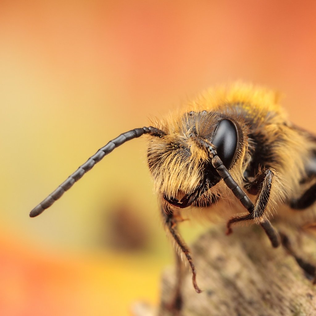 Обои глаза, макро, насекомое, усики, пчела, лапки, eyes, macro, insect, antennae, bee, legs разрешение 2560x1600 Загрузить