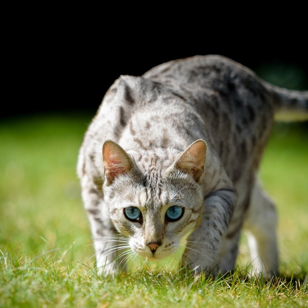 Обои глаза, трава, кот, взгляд, охота, хвост, eyes, grass, cat, look, hunting, tail разрешение 1920x1200 Загрузить