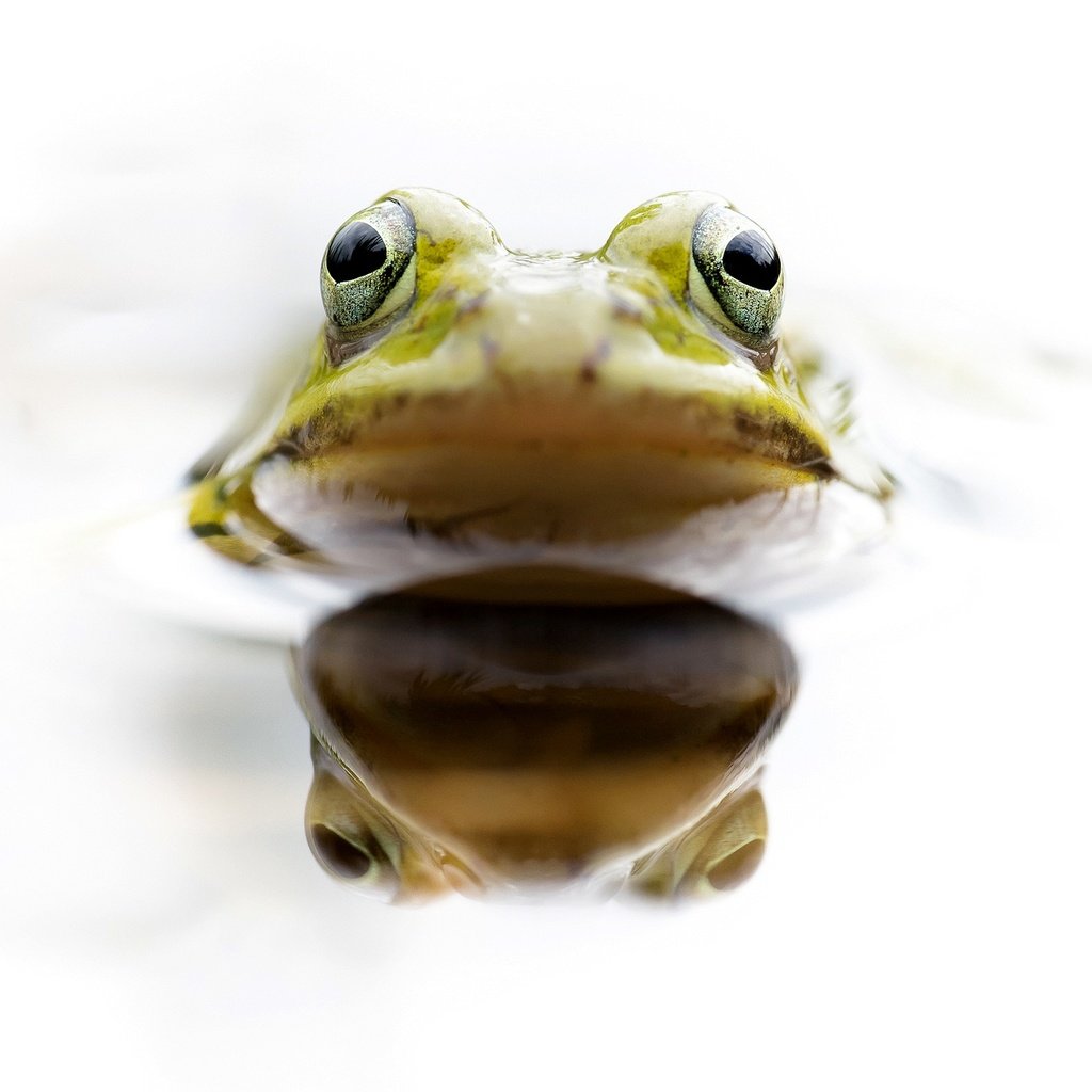 Обои глаза, вода, отражение, лягушка, голова, земноводное, eyes, water, reflection, frog, head, amphibian разрешение 2048x1275 Загрузить