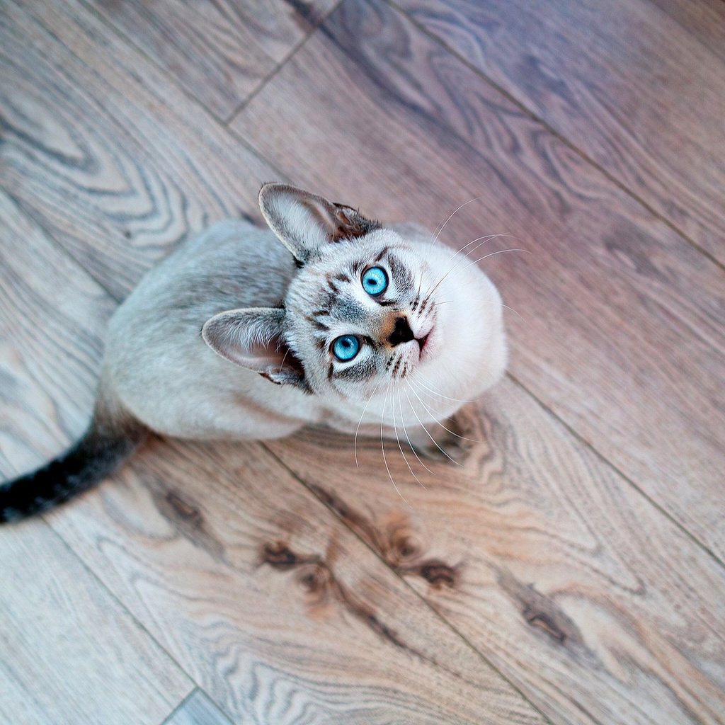 Обои кот, усы, взгляд, голубые глаза, хвост, cat, mustache, look, blue eyes, tail разрешение 2048x1365 Загрузить