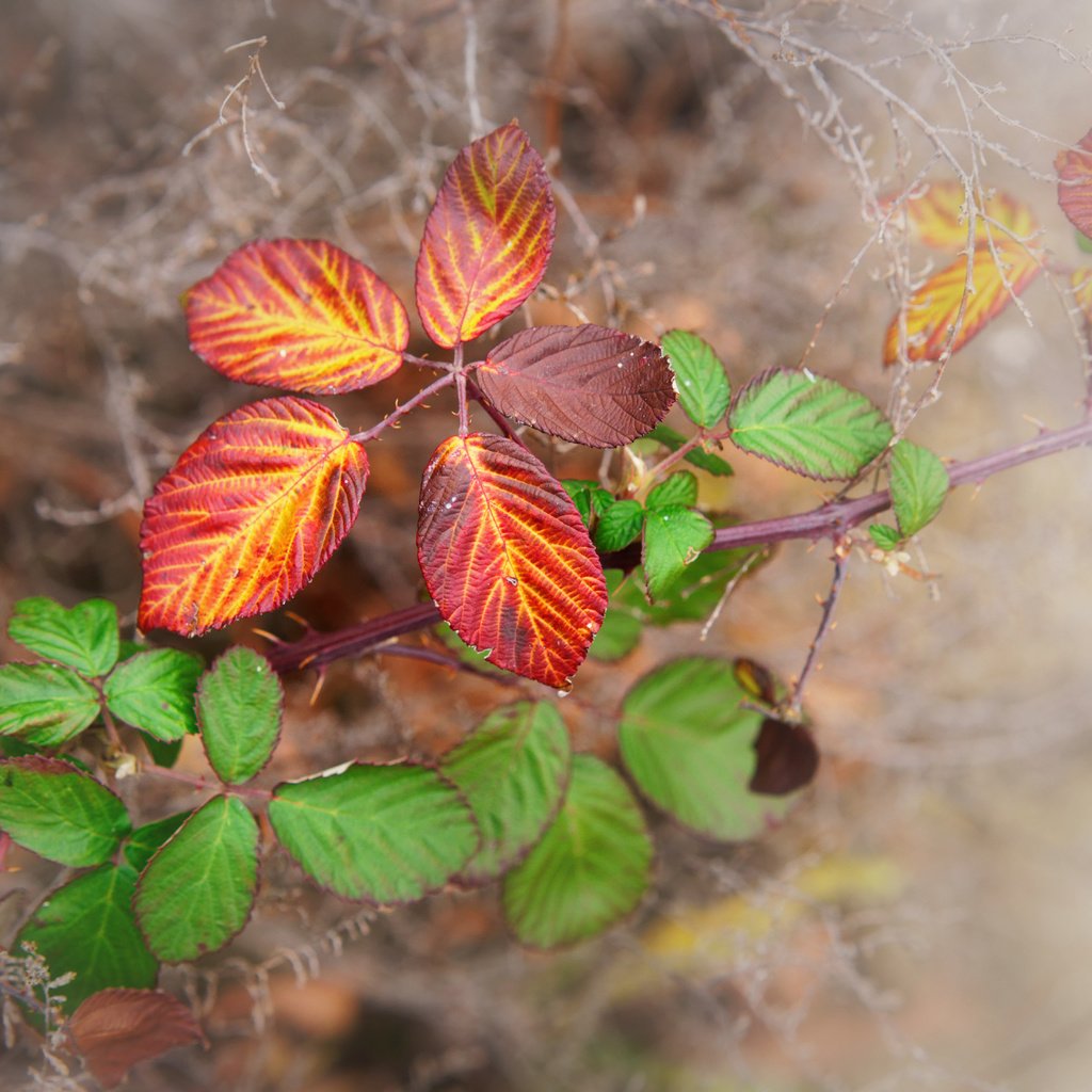 Обои природа, листья, макро, фон, краски, осень, паутина, веточки, nature, leaves, macro, background, paint, autumn, web, twigs разрешение 3000x2001 Загрузить