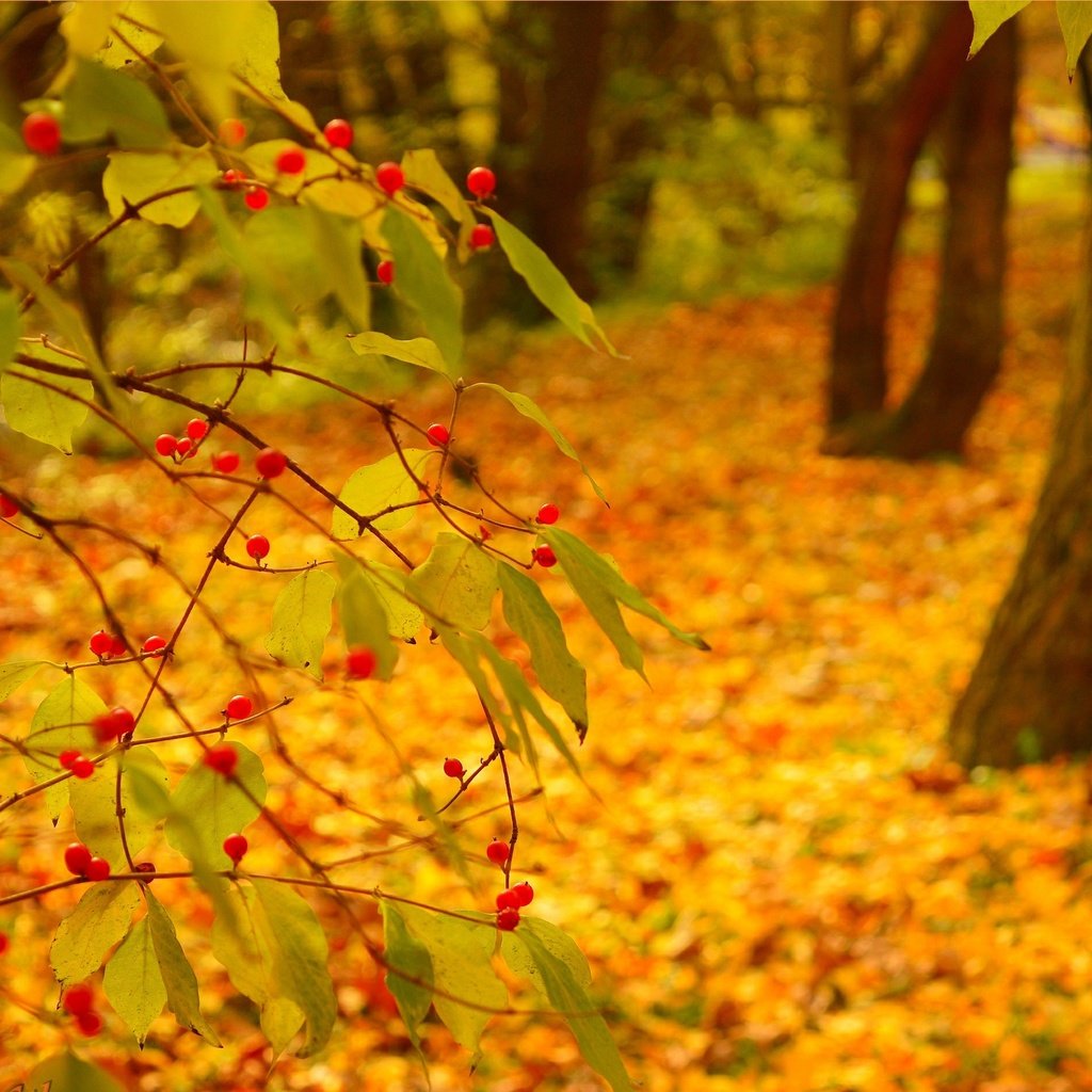 Обои природа, фон, листва, осень, nature, background, foliage, autumn разрешение 3002x1889 Загрузить