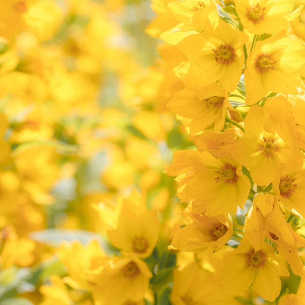 Обои цветы, макро, желтые, боке, соцветие, вербейник, flowers, macro, yellow, bokeh, inflorescence, loosestrife разрешение 2048x1365 Загрузить