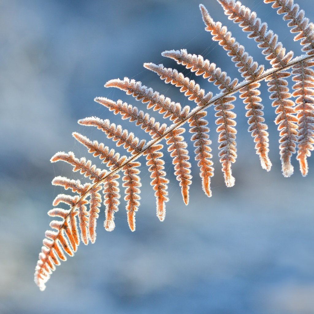 Обои природа, растения, макро, фон, иней, лист, папоротник, nature, plants, macro, background, frost, sheet, fern разрешение 5520x3943 Загрузить