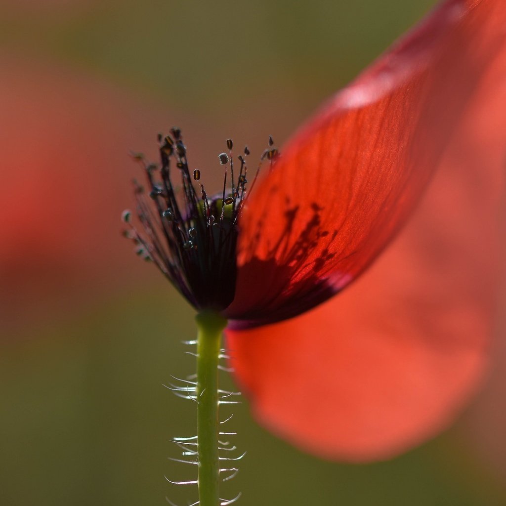 Обои макро, фон, цветок, лепестки, красный, мак, macro, background, flower, petals, red, mac разрешение 1953x1364 Загрузить