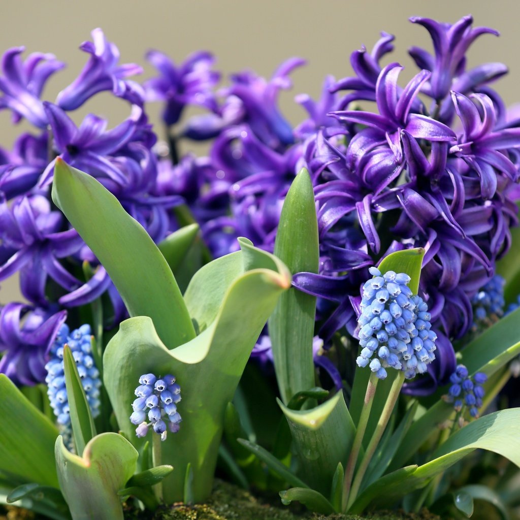 Обои цветы, макро, весна, гиацинт, мускари, flowers, macro, spring, hyacinth, muscari разрешение 3000x2000 Загрузить