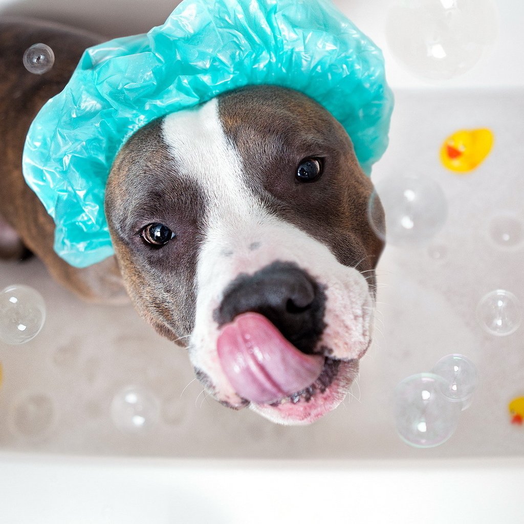 Обои морда, взгляд, собака, язык, ванна, мыльные пузыри, амстафф, face, look, dog, language, bath, bubbles, amstaff разрешение 1920x1080 Загрузить